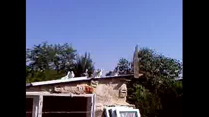 gilibi
