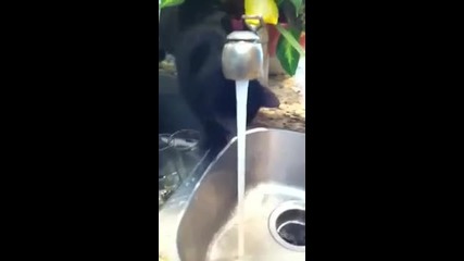 Juicy playing in the sink 