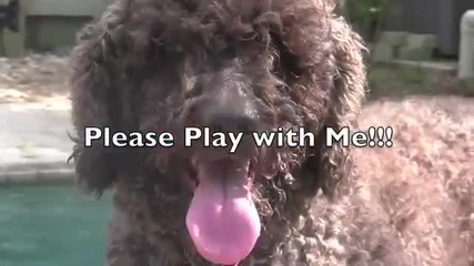Куче което много иска да играе с две бебчета!