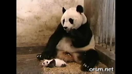 Смях! Бебе Панда Плаши до Смърт Майка си !
