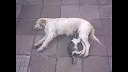 котка и куче