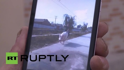 Огромно прасе за евтин транспорт из града