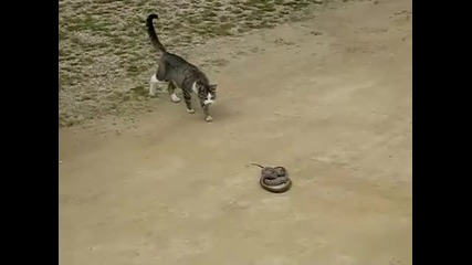 Любопитна котка се закача с змия