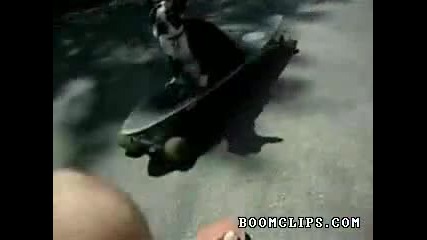Куче катестрофира със скейтборд
