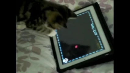 Котка играе на компютърна игра