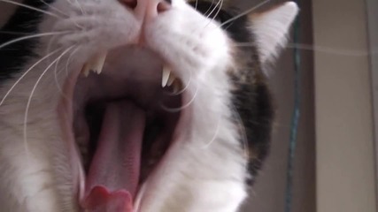 Мяукащо И Прозяващо Се Коте