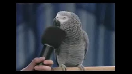 Забавна Говореща Птица