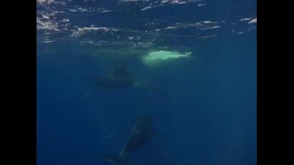 Гърбатият кит - 2 част