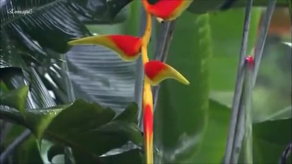 Deuter -blessing- Relaxing Music