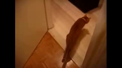 Много пияна котка 