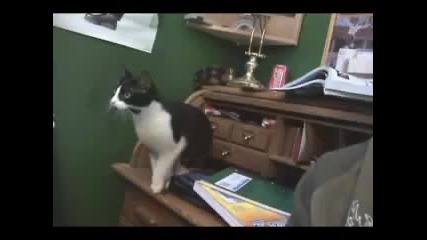 Cat Jumps 