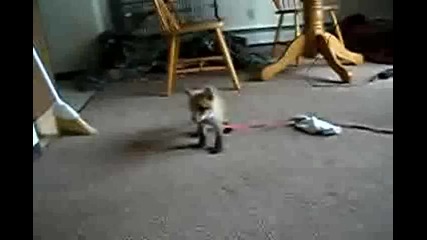 Лисиче срещу Коте 