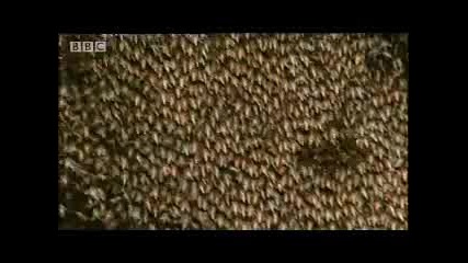 Bbc Jungle - Coral Tree - Energy on Tap 