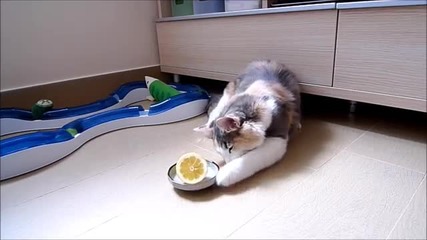Котка Се Бие с Лимон