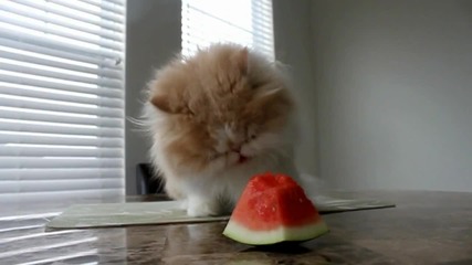 Котката Кити си похапва диня :)