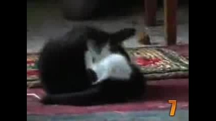 10 забавни котешки моменти