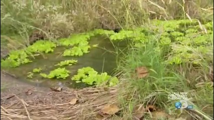 Man vs Wild Северна Австралия [част3/6]