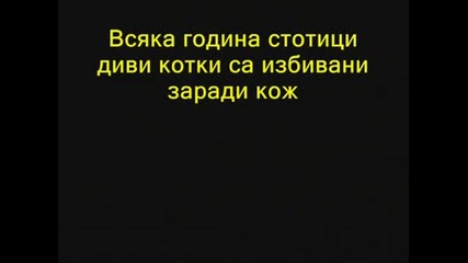 Да Запазим Животните - Дивите Котки!