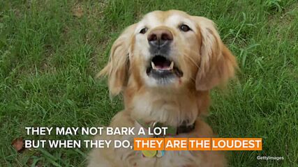 Here are the world’s noisiest dogs