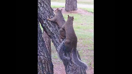 Squirrel Sex