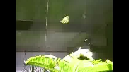 Пеперуди В Природонаучния Музей В Ню Йорк