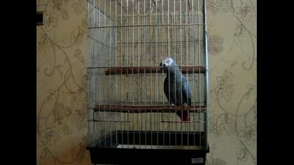 говорящ папагал Роко 4