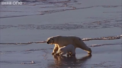 Полярни мечки се забавляват на леда 