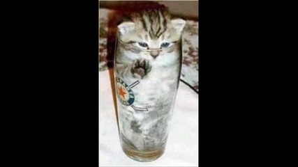 Смешни животни