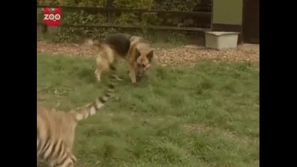 Тигър и куче живеят заедно