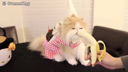 Сладко коте яде банан