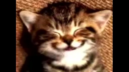 Котка пее Happy Birthday