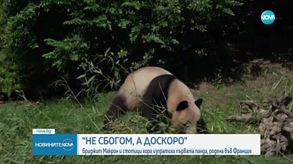 Стотици французи изпратиха първата панда, родена в страната