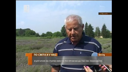 Първи сме в света по производство на лавандула