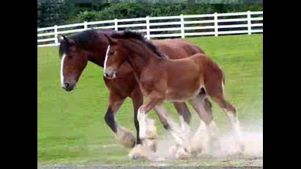 Horses&Beauty