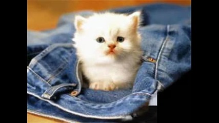 много сладки котенца