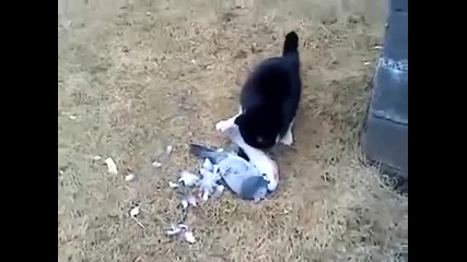 Котка яде гълъб, а той полуизяден бяга
