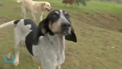 Canine Hospice Lets Terminal Pups Live Out Their Happiest Final Days