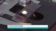 Опасна бактерия в Черно море: Как да се предпазим от Вибрио вълнификус