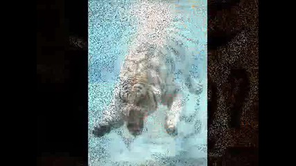 спасете застрашените видове