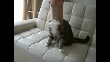 Котка и пакет