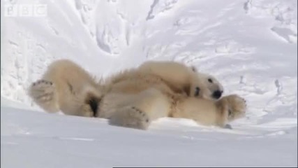 Mother Polar Bear and Cubs Emerging from Den - Bbc Planet Earth 
