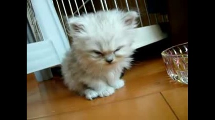 На котето му се спи