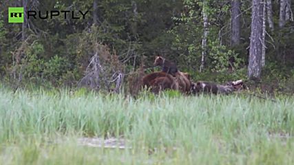 Adorable Bear Cubs Cuddle with Mama Bear