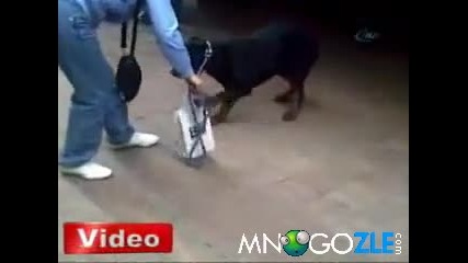 Котка напада ротвайлер