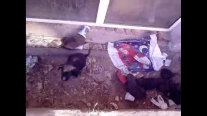 Безобразието на хората - животните около нас! 
