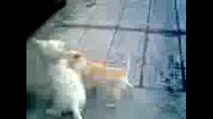 ku4enca.calapica