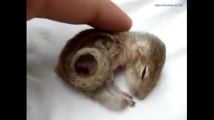 Новороденa катеричка 