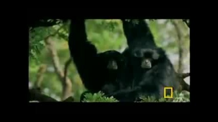 Primates Of Indonesia