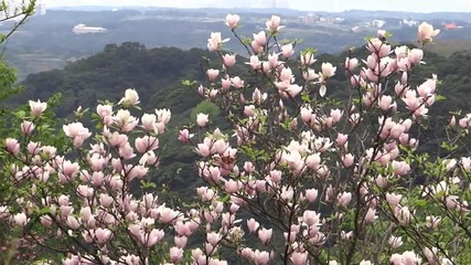 March Flowers
