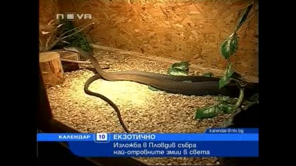 Най - отровните змии в света на изложба в Пловдив